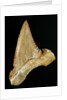 Tooth from Great White Shark by Anonymous