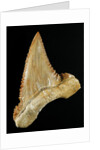 Tooth from Great White Shark by Anonymous