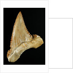 Tooth from Great White Shark by Anonymous