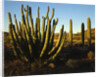 Organ Pipe Cactus by Anonymous