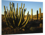 Organ Pipe Cactus by Anonymous