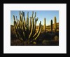 Organ Pipe Cactus by Anonymous