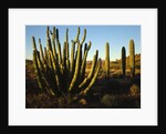 Organ Pipe Cactus by Anonymous