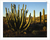 Organ Pipe Cactus by Anonymous