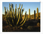Organ Pipe Cactus by Anonymous