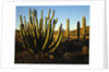 Organ Pipe Cactus by Anonymous