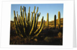 Organ Pipe Cactus by Anonymous