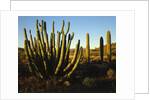 Organ Pipe Cactus by Anonymous
