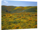 California Poppies Among Goldfields by Anonymous