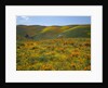 California Poppies Among Goldfields by Anonymous