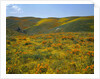 California Poppies Among Goldfields by Anonymous