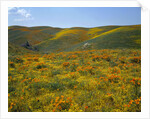 California Poppies Among Goldfields by Anonymous