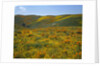 California Poppies Among Goldfields by Anonymous