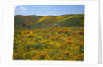 California Poppies Among Goldfields by Anonymous