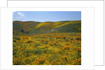 California Poppies Among Goldfields by Anonymous