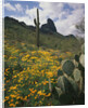 Picacho Peak State Park by Anonymous