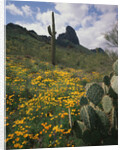 Picacho Peak State Park by Anonymous