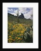 Picacho Peak State Park by Anonymous