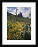 Picacho Peak State Park by Anonymous