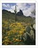 Picacho Peak State Park by Anonymous