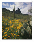 Picacho Peak State Park by Anonymous