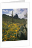 Picacho Peak State Park by Anonymous