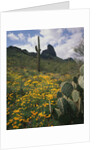 Picacho Peak State Park by Anonymous