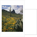 Picacho Peak State Park by Anonymous