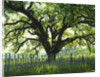 Coast Live Oak, Sonoma Coast by Anonymous