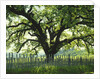 Coast Live Oak, Sonoma Coast by Anonymous