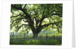 Coast Live Oak, Sonoma Coast by Anonymous