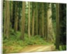 Coast Redwoods by Anonymous