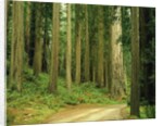 Coast Redwoods by Anonymous