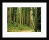 Coast Redwoods by Anonymous