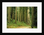 Coast Redwoods by Anonymous