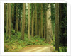 Coast Redwoods by Anonymous