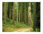 Coast Redwoods by Anonymous