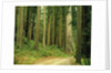 Coast Redwoods by Anonymous