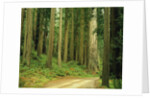 Coast Redwoods by Anonymous