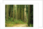 Coast Redwoods by Anonymous