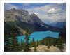 Peyto Lake by Anonymous