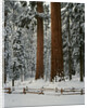 Sequoia Trees in Snow by Anonymous