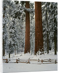 Sequoia Trees in Snow by Anonymous