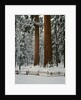 Sequoia Trees in Snow by Anonymous