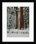 Sequoia Trees in Snow by Anonymous