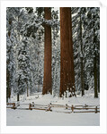 Sequoia Trees in Snow by Anonymous