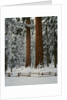Sequoia Trees in Snow by Anonymous