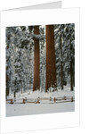 Sequoia Trees in Snow by Anonymous