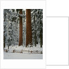 Sequoia Trees in Snow by Anonymous