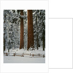 Sequoia Trees in Snow by Anonymous